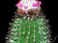 Melocactus intortus Saint-Martin Antilles (2).JPG